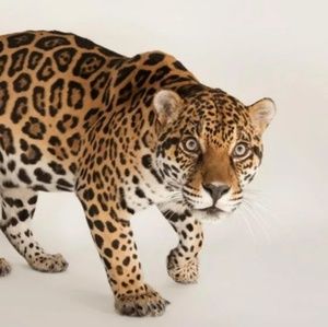 Meet your Posher, Joan